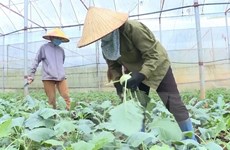 WB: Tỷ lệ giảm nghèo của Việt Nam trong 10 năm qua đầy ấn tượng