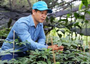 Phát triển vùng nguyên liệu mỹ phẩm bền vững tại vùng núi Lai Châu