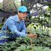 Phát triển vùng nguyên liệu mỹ phẩm bền vững tại vùng núi Lai Châu