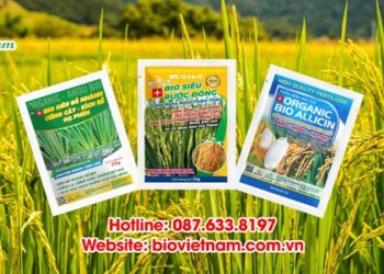 Bio Việt Nam – Phân bón lúa tin dùng của bà con nông dân